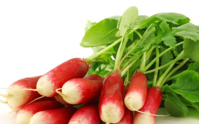 Radish